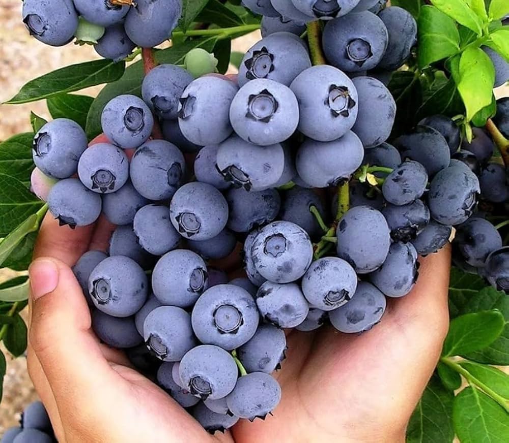 Blueberry Fruit Plant - for planting in home garden